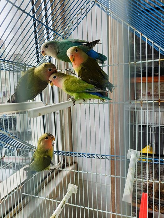 Rosicolis 2 meses c/sexagem feita