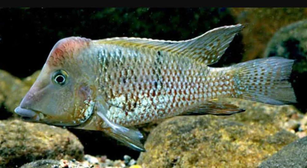 Ziemiojad Steindachnera - Czerwonogłowy - Geophagus - dowóz