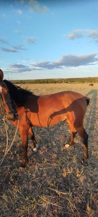 Молодий жеребець породи рисак