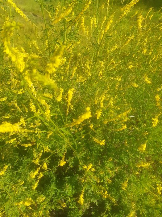 Seradela.nostrzyk.łubin.żyto jare.owies.pszenżyto.jare.facelia.gryka.r