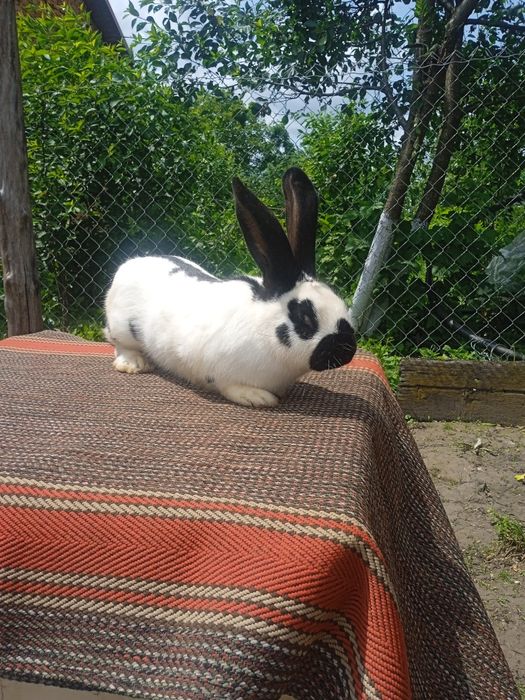 Продам кролики різного віку і породи