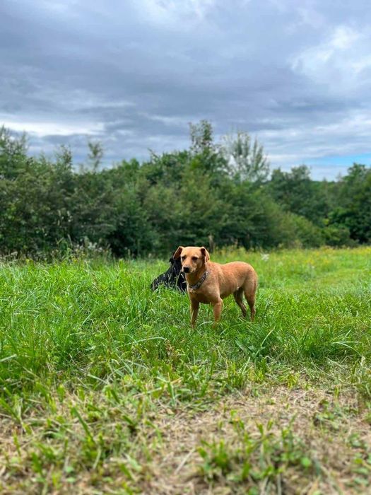 Gaja - pies do adopcji Fundacja ,,Psiakowo pod Lasem’’