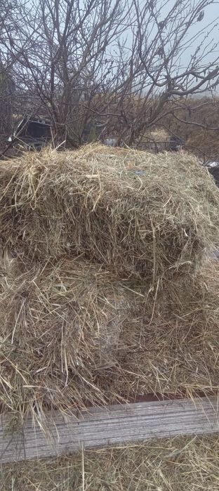 Продам сіно в тюках