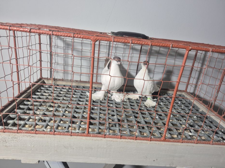 Gołębie Krymki Bialostockie