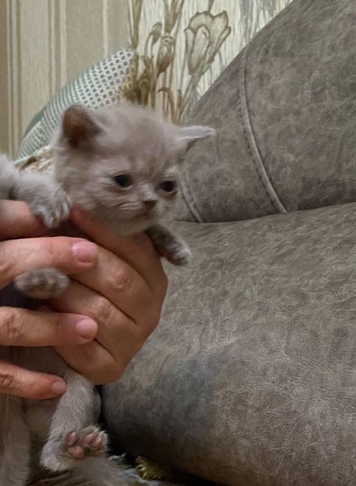 котики шотландские
