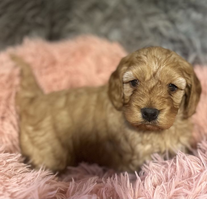 Suczka Cockapoo/ Cocapoo - Cocker Spaniel +Pudel miniaturowy