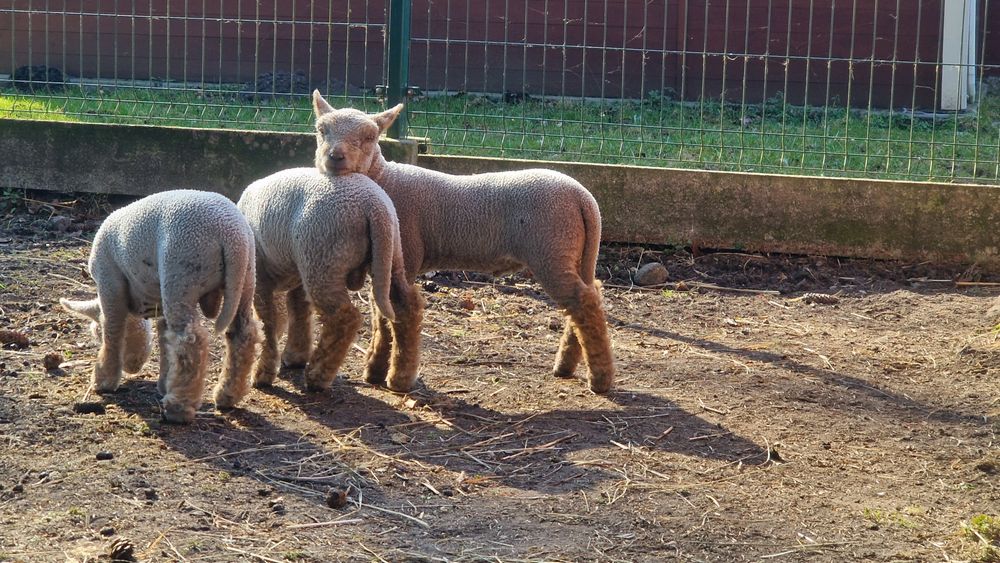 Owca usmiechnieta Babydoll Sheep młode baranki