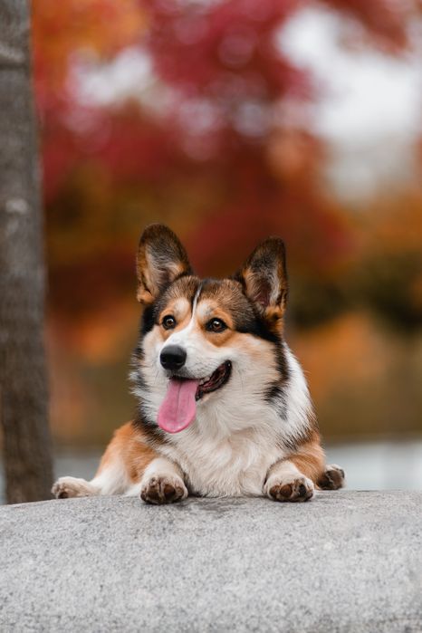 Вязка мальчик корги , окрас соболь