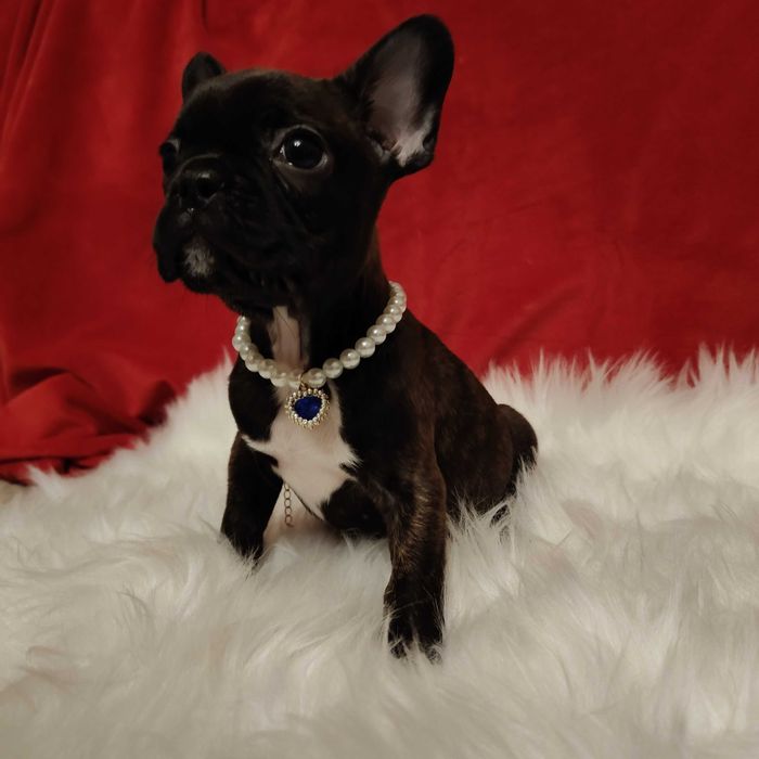 Buldog francuski z genem blue  po przebadanych rodzicach