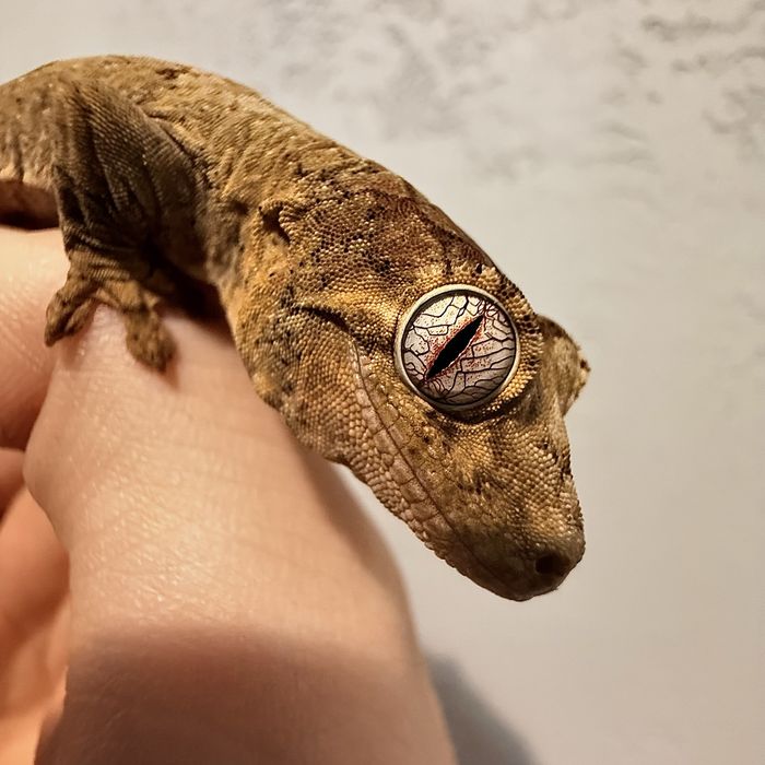 Gekon omszały z Nowej Kaledonii