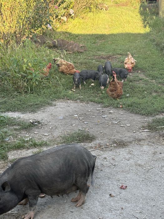 Porcos vietnamitas