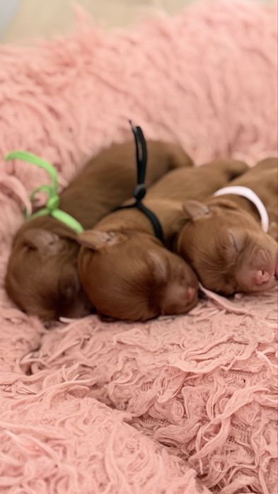 Piesek cavapoo f1b