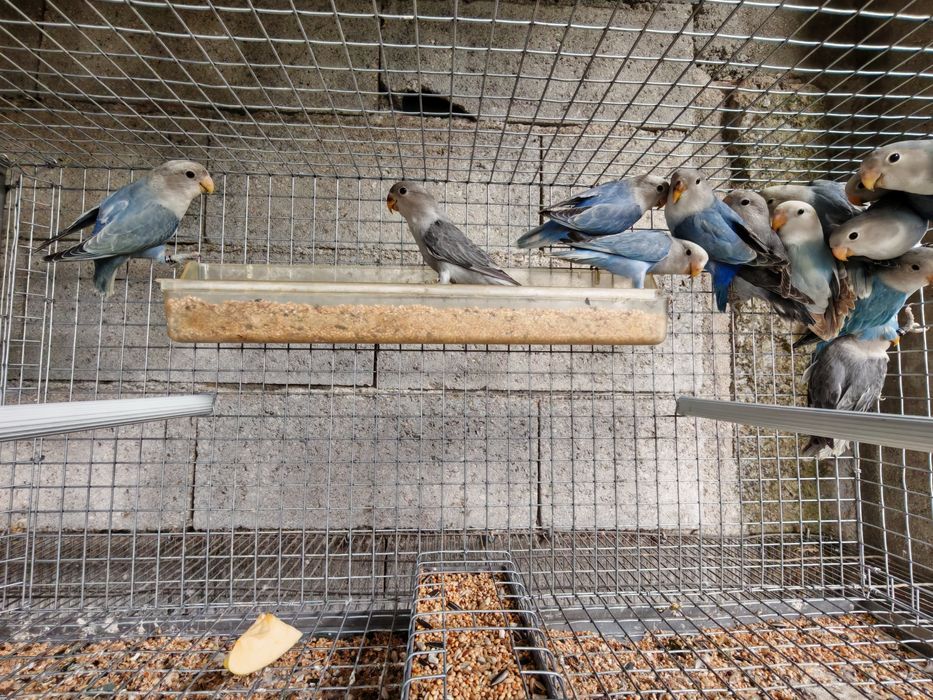 Agapornis Roseicollis