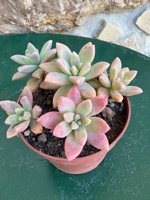 Suculentas Graptosedums  1€
