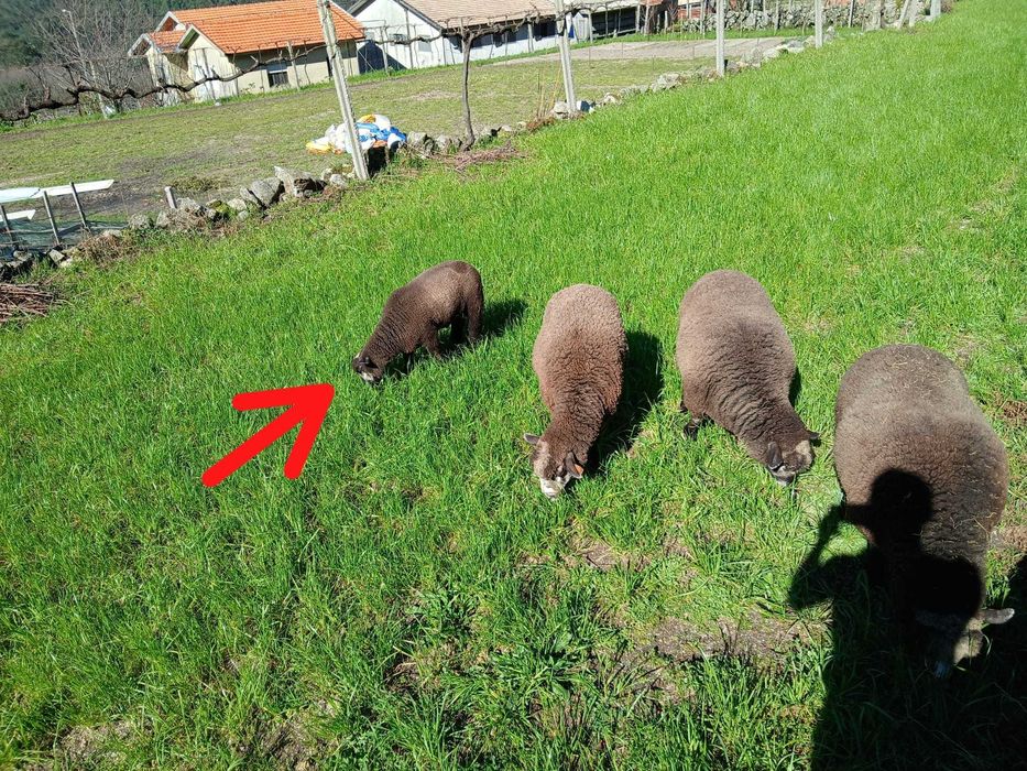 Vendo cordeiro P3 PURO