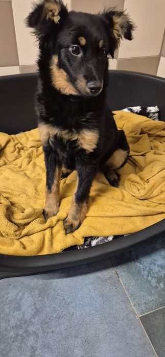 Suczka okolo 4 miesiace