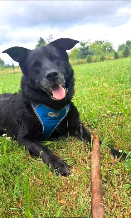 Tofik szuka nowego domu