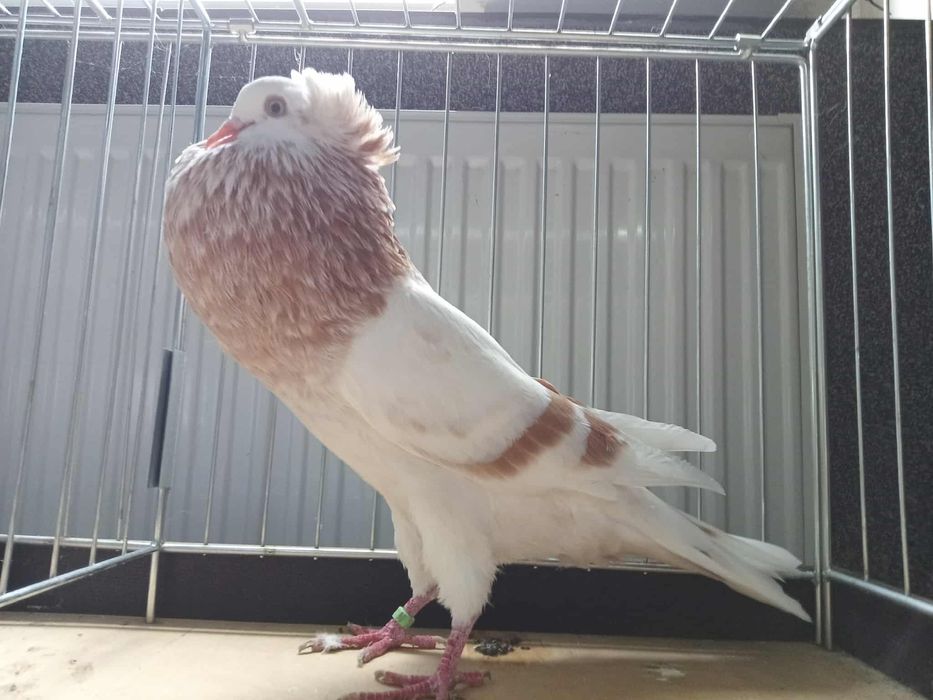 Gołębie garłacz Górnośląski