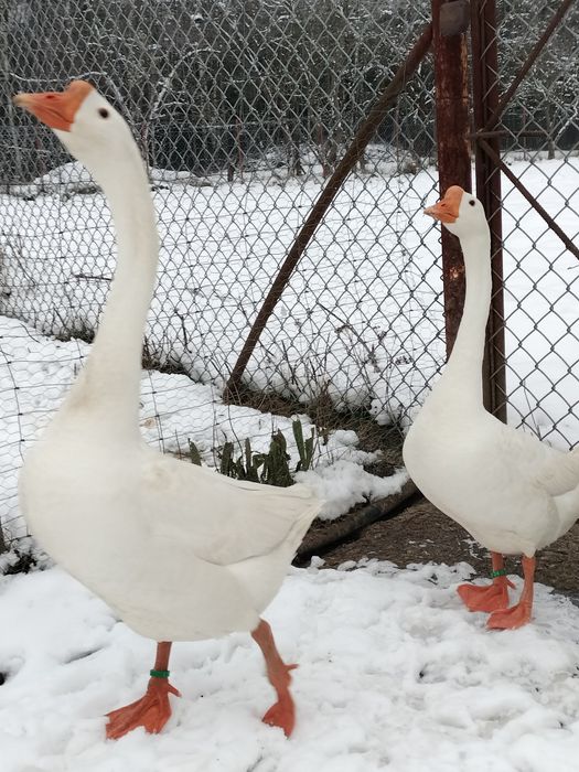 Gęsi Chińskie,,Samiec,,