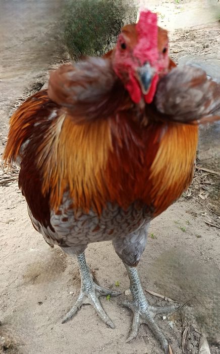 Galo raça Araucana (ovos azuis)