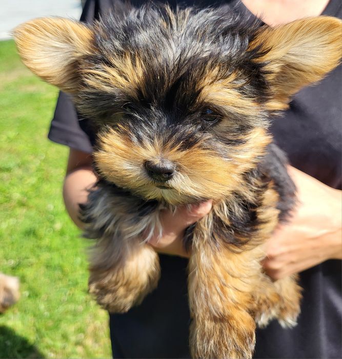 Yorkshire terrier suczka