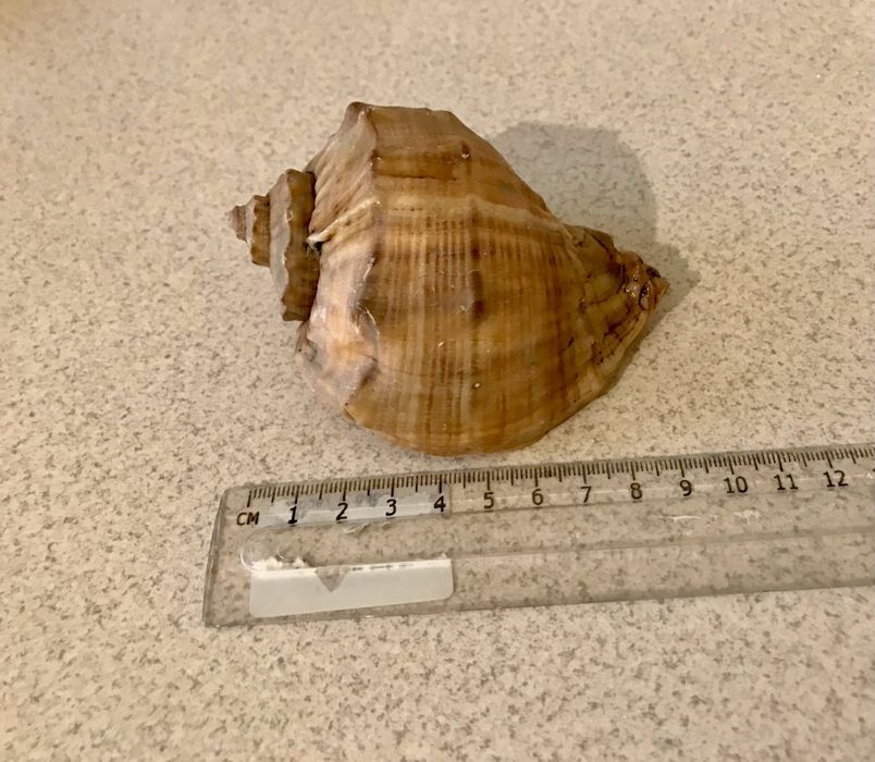 Ракушки разные/мушлі різні