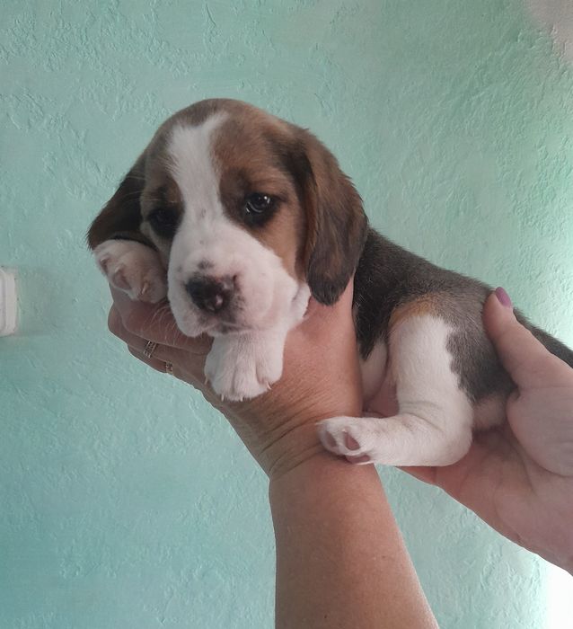 Щенки биглята в продаже