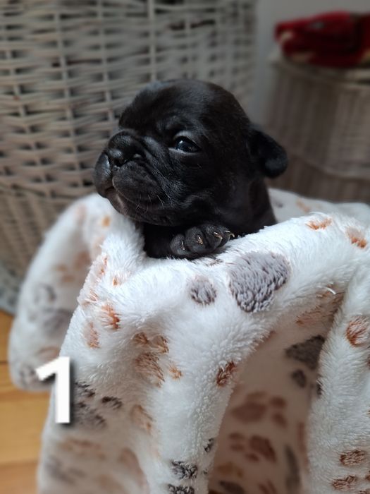Buldog francuski