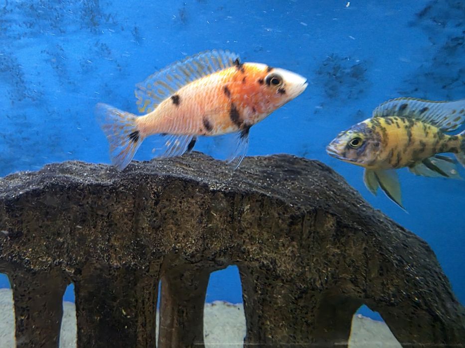 Pyszczaki Aulonocara marmelade ob