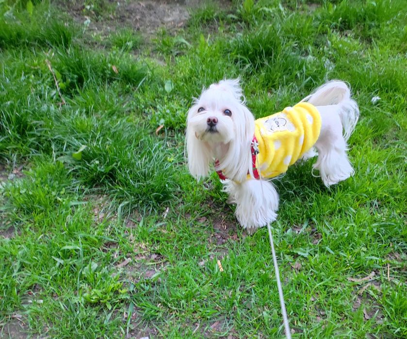 Цуценята мальтезе