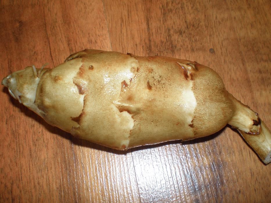 Topinambur Sadzeniak ,Promocja