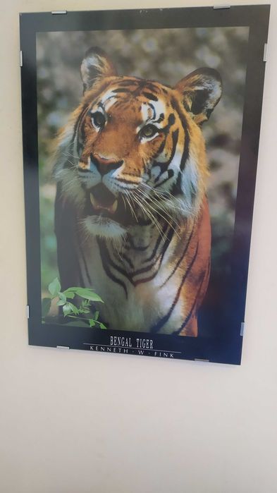 Quadros de tigres (2 unidades)  NEGOCIÁVEL
