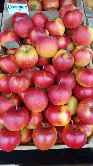 Sprzedaż jabłek z własnego gospodarstwa