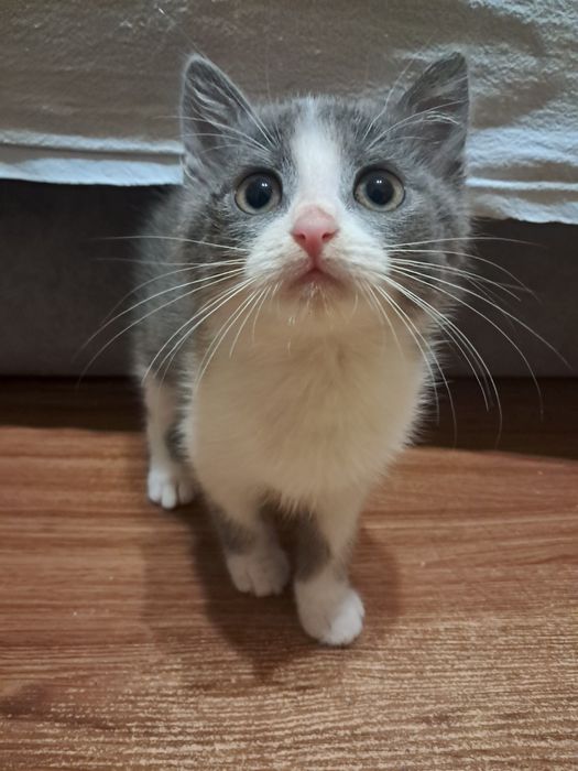 Кошенятка у хороші руки