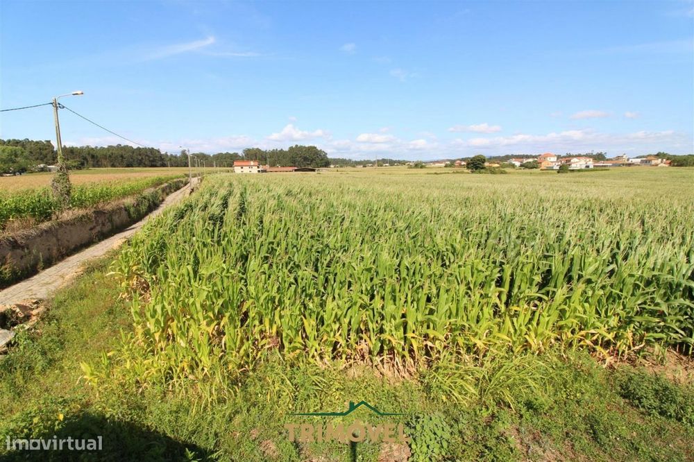 Terreno urbano com moradia antiga em Válega, Ovar