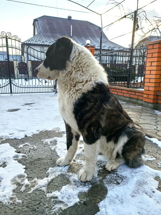 Віддам Алабая під охорону