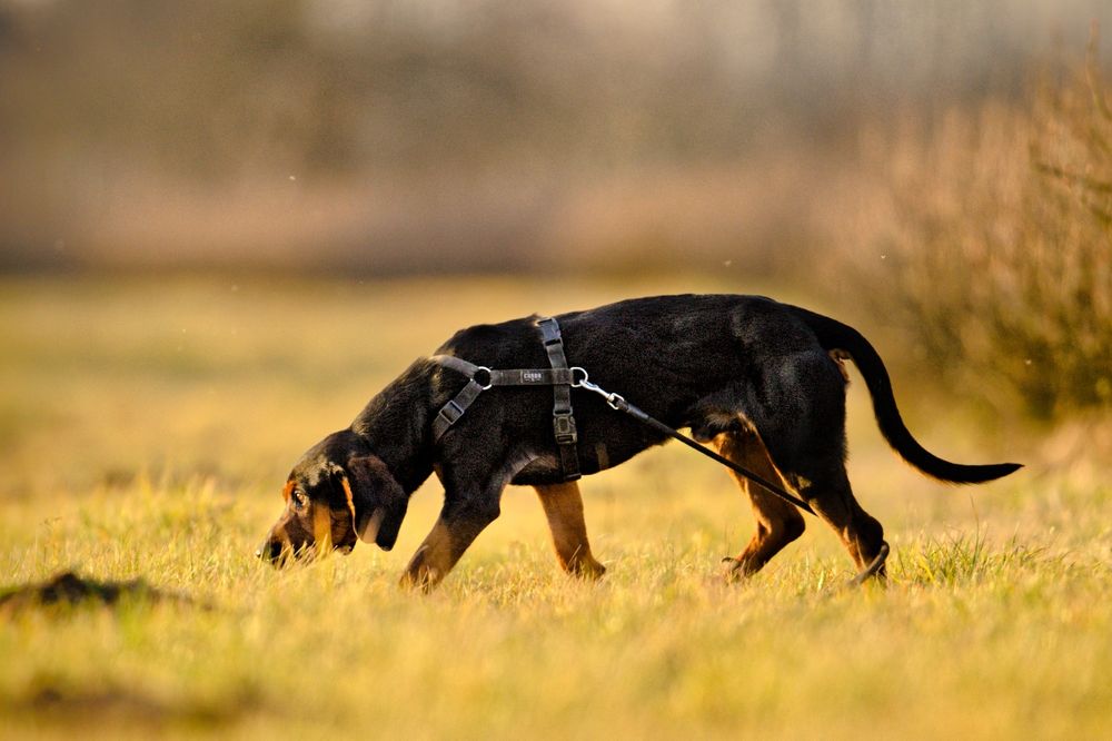 FADO - pies w typie gończy polski