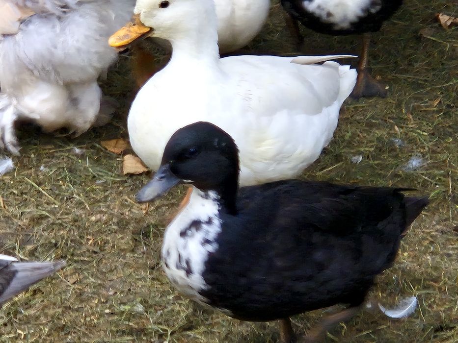 Kaczki call duck
