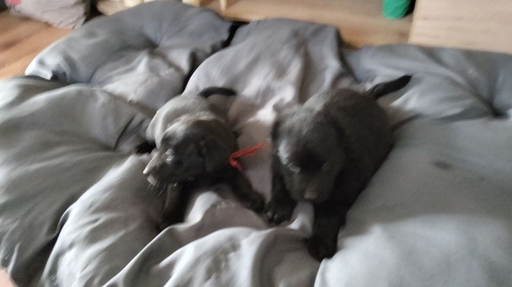 Szczeniaki mieszańcze labradora oddam w dobre ręce za darmo