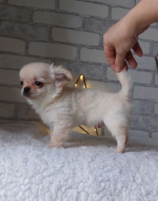 довгошерсті Чихуахуа Хлопчики з документами КСУ/FCI