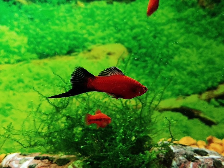 Mieczyk hellera Xiphophorus hellerii