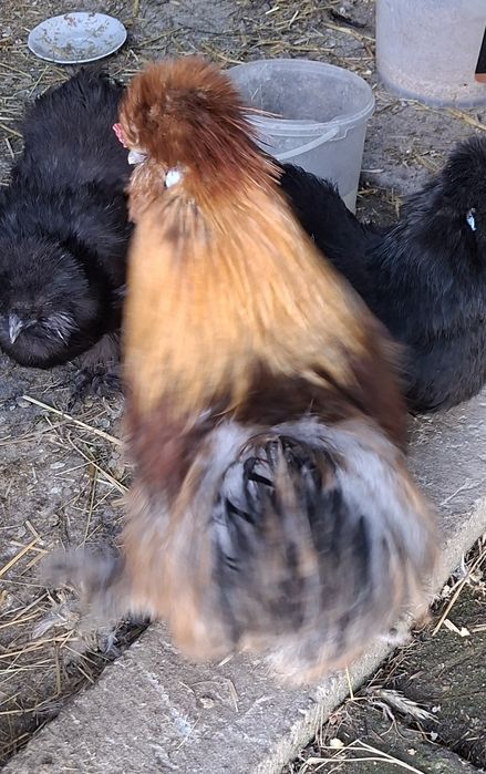 Sprzedam koguty silki