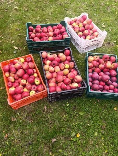 Продам яблука (Фуджі, Ред Чіф, Флоріна, Камео, Ліголь)
