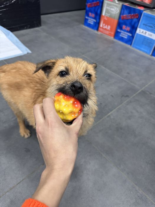 Цуценя хлопчик в добрі руки.