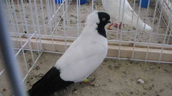 Sprzedam gołębie ozdobne