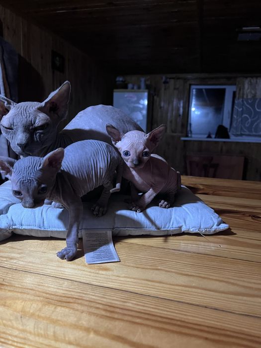 Бронь на кошенят Сфінкс