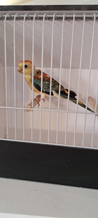 Red rumped várias mutações 2026