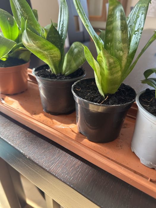 Sansewiera  Gwinejska Hahnii