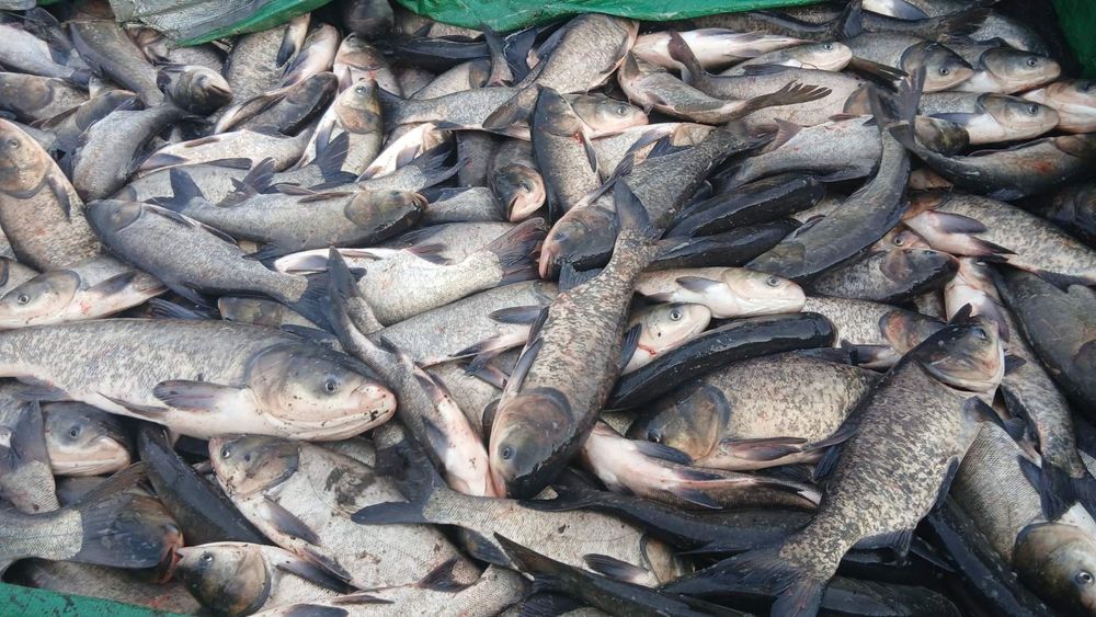 Продам   зарибок