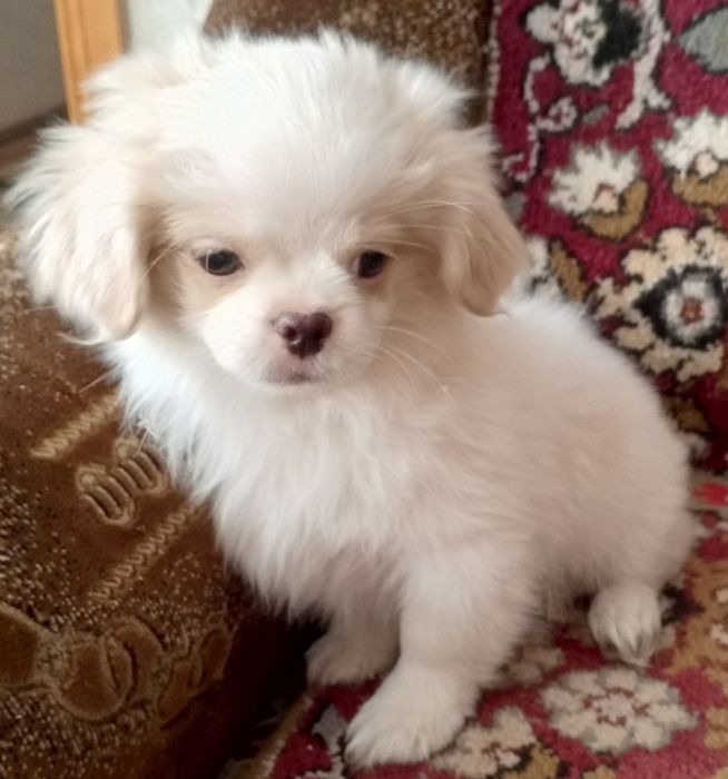 Продам пекінесів